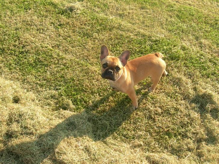 Fransk bulldog Frida billede 10