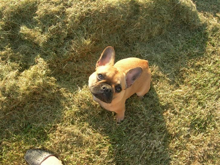 Fransk bulldog Frida billede 11