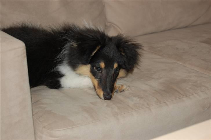 Shetland sheepdog Lucca - Lucca slapper på sofaen den. 18 maj 2008. billede 18