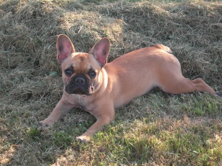 Fransk bulldog Frida billede 12