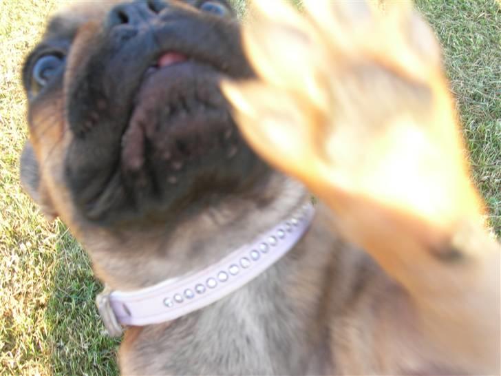 Fransk bulldog Frida - high five.... billede 13