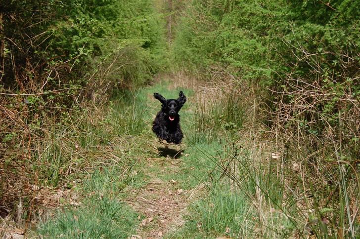 Cocker spaniel Holger billede 16