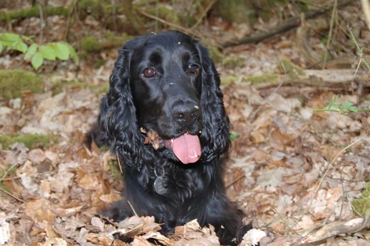 Cocker spaniel Holger billede 17