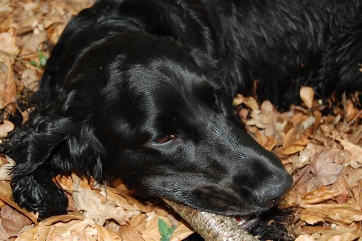 Cocker spaniel Holger billede 18