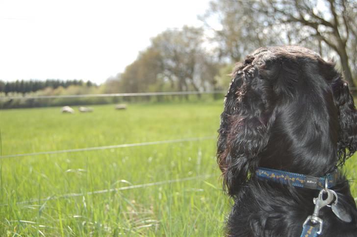 Cocker spaniel Holger billede 19