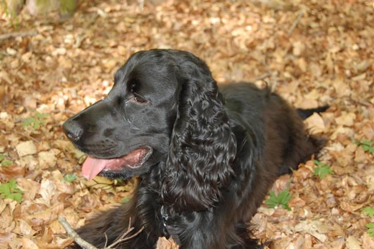 Cocker spaniel Holger billede 20