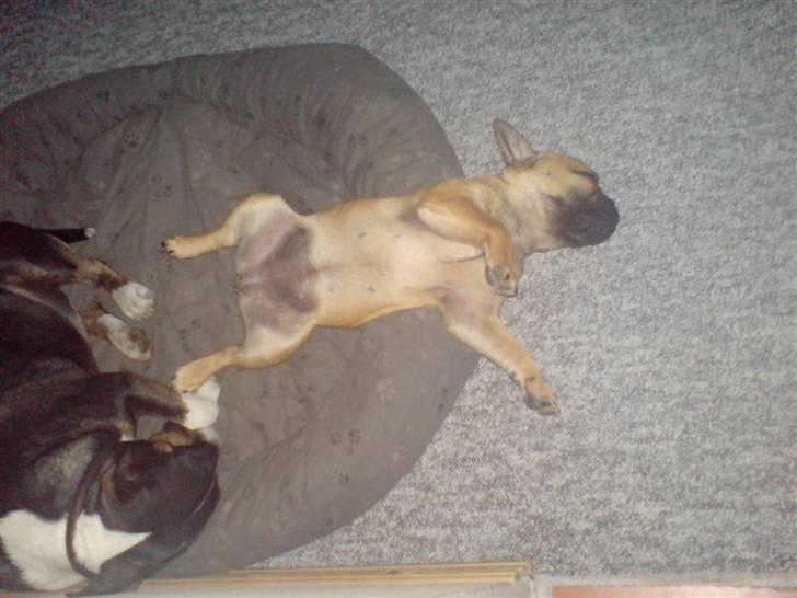 Fransk bulldog Frida billede 14