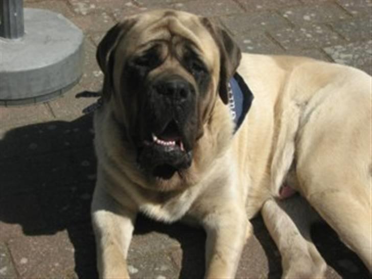 Mastiff guffi billede 14