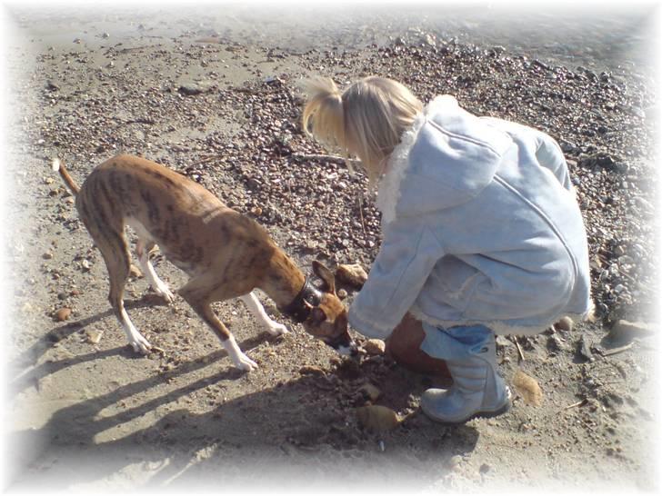 Whippet Yessi billede 6