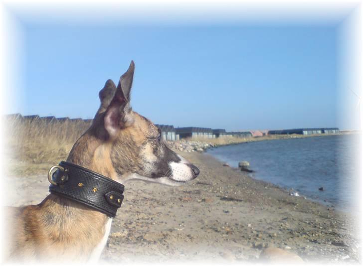 Whippet Yessi - Hmmmm....hvor er det dog skøøøønt.  ;) billede 7