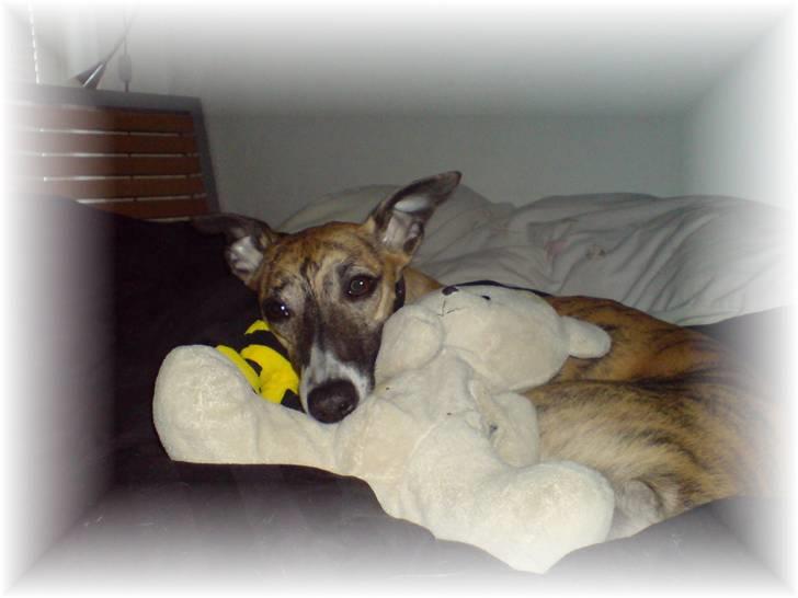 Whippet Yessi billede 8