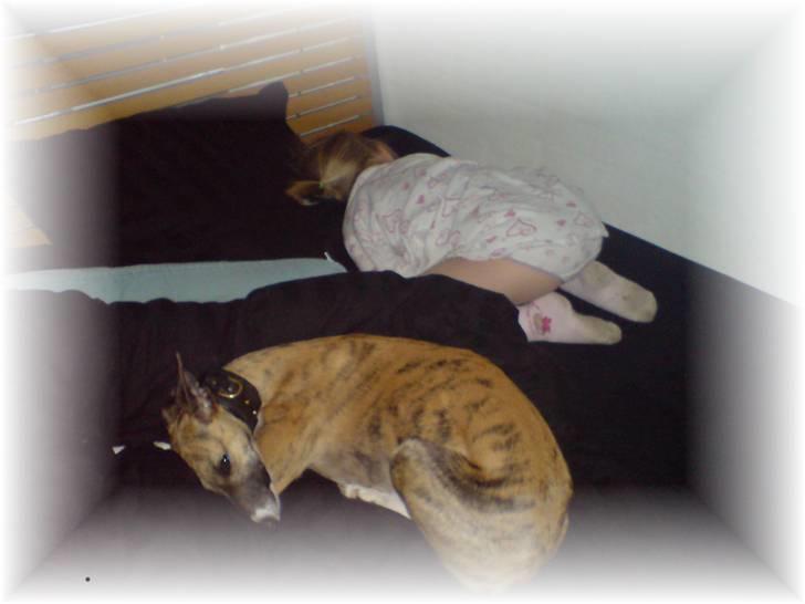 Whippet Yessi - Psssssssssst....mooaar, vi sover endnu...!!! billede 9