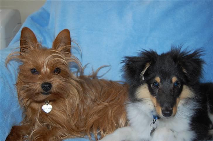 Shetland sheepdog Lucca - Miki og Lucca 19 maj. 2008 billede 19