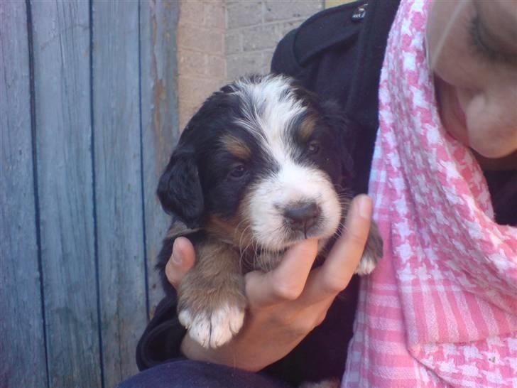 Berner sennenhund Luna - Baby Luna 4 uger - vores første besøg.. billede 5