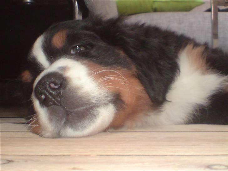 Berner sennenhund Luna - Moar lad mig nu sove... ZzzzZzz billede 6