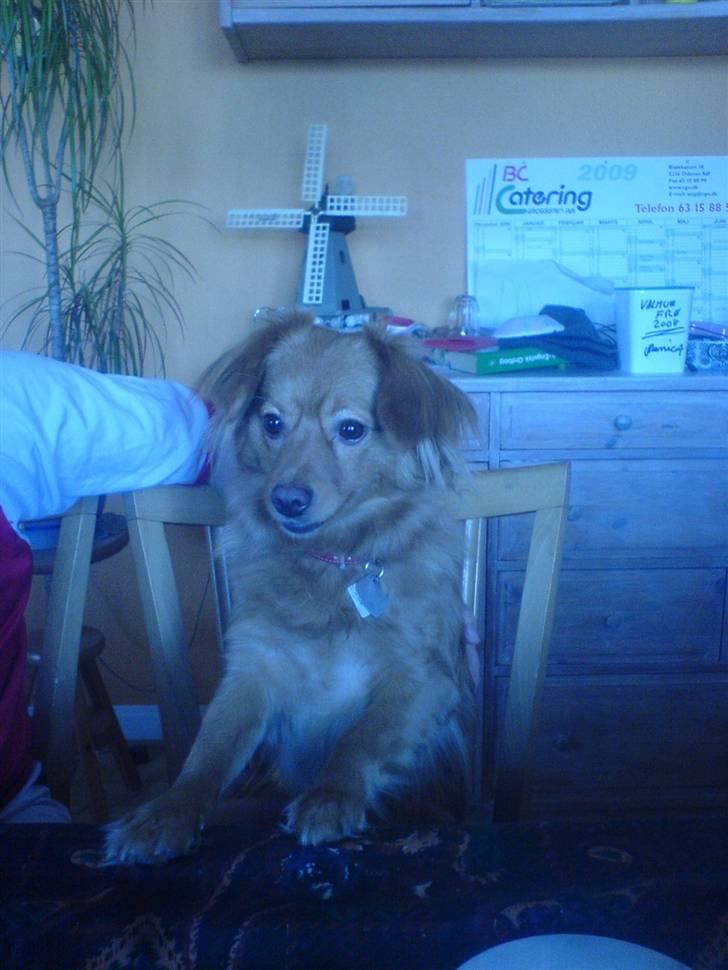 Blanding af racer soffie billede 10