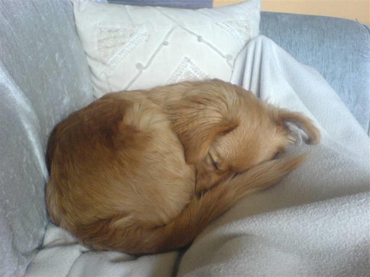 Blanding af racer soffie - aj hvor var  hun træt den dag :) billede 11