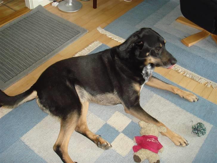 Blanding af racer Baloo billede 11