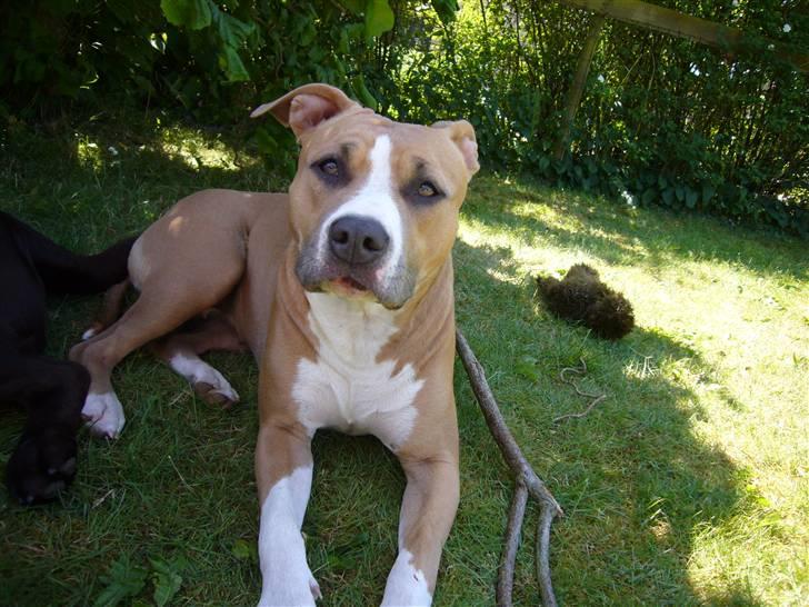 Amerikansk staffordshire terrier Milla billede 5