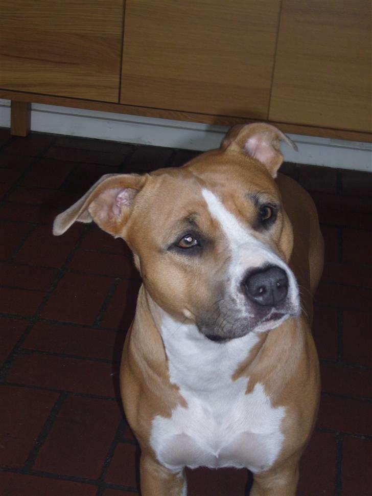 Amerikansk staffordshire terrier Milla - Er jeg ikke bare dejlig ;-) billede 6