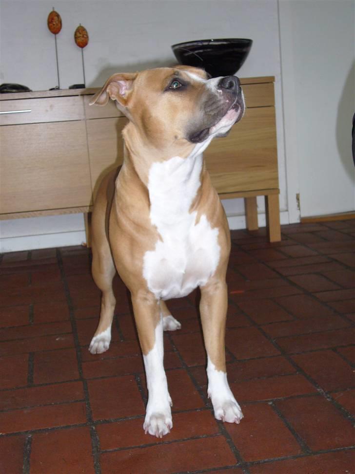 Amerikansk staffordshire terrier Milla billede 7
