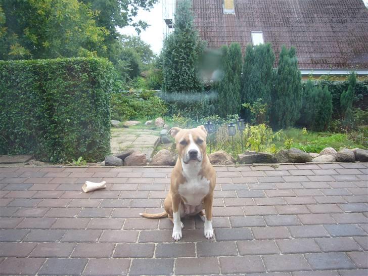 Amerikansk staffordshire terrier Milla - Jeg venter, og venter, og venter, for jeg vil have det kødben Satzmo har, og ikke det andet.. billede 8