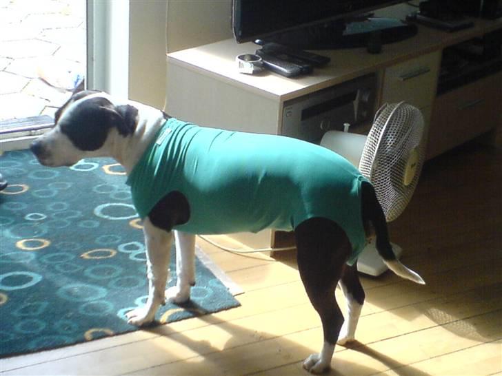 Amerikansk staffordshire terrier Chelsea - Chelsea er lige kommet fra dyrlægen, hun har fået fjernet hele livmoderen og i stedet for en krave har de givet hende denne smarte dragt på, billede 15