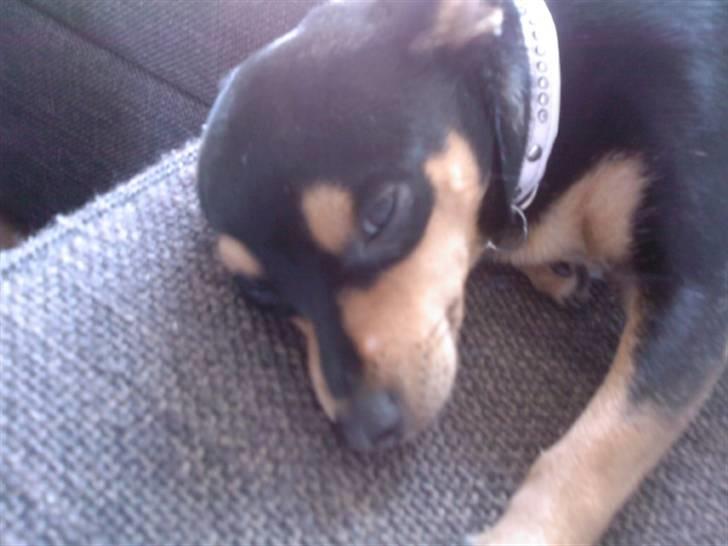 Blanding af racer Julle billede 8