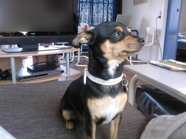 Blanding af racer Julle billede 9