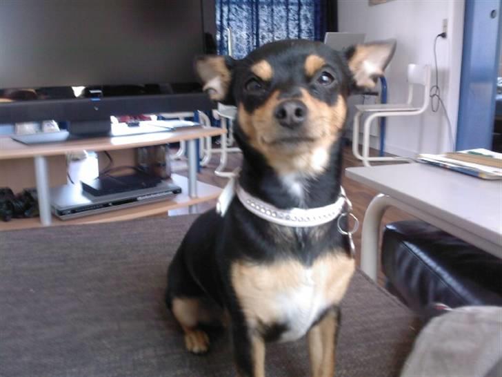 Blanding af racer Julle billede 10