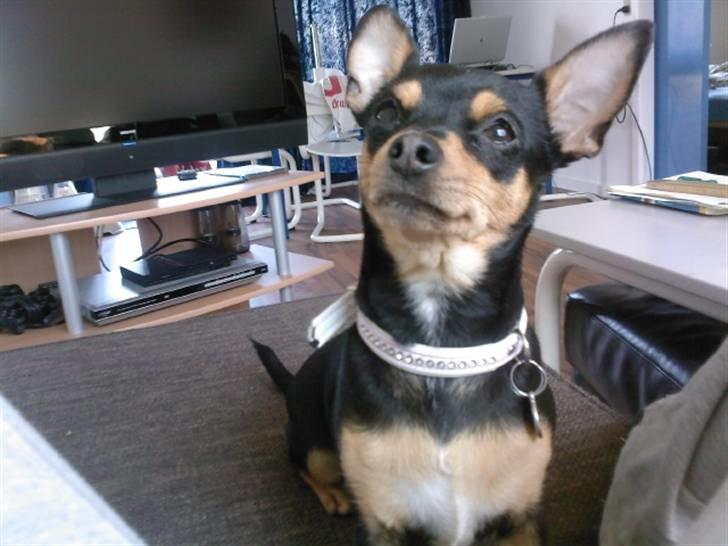 Blanding af racer Julle billede 11