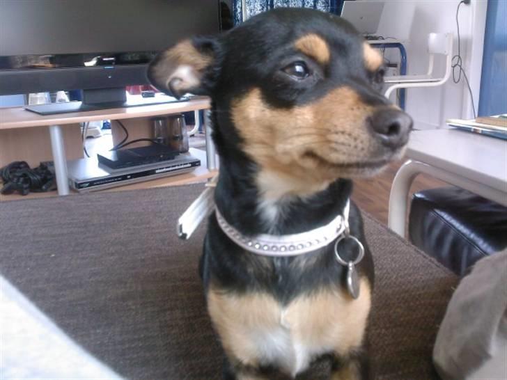 Blanding af racer Julle billede 12