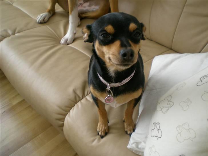 Blanding af racer Julle billede 13