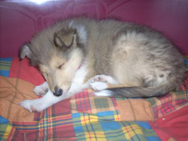 Collie langhåret Tvingsfields Sweet Penelope - En lille pony d; billede 5