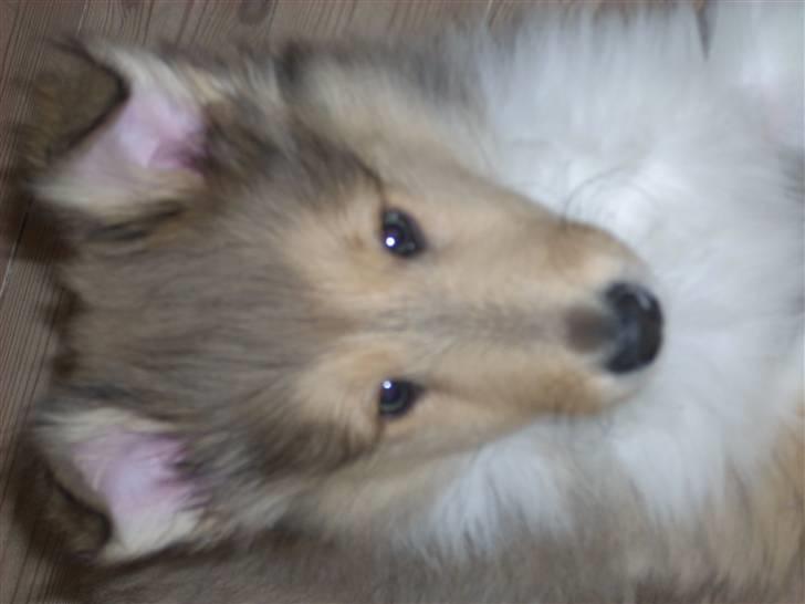 Collie langhåret Tvingsfields Sweet Penelope billede 6