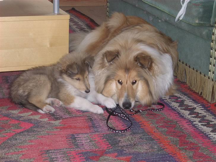 Collie langhåret Tvingsfields Sweet Penelope billede 7