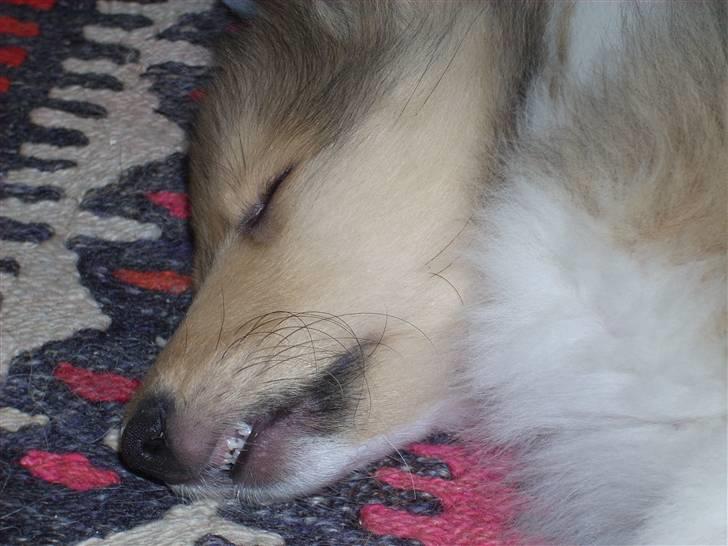 Collie langhåret Tvingsfields Sweet Penelope billede 8