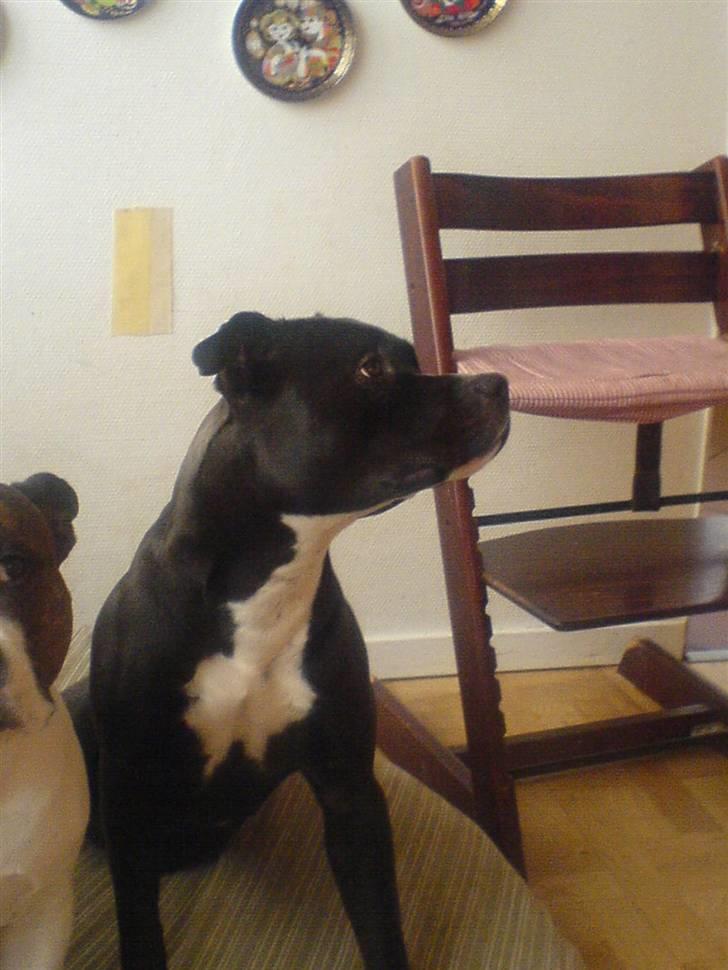 Amerikansk staffordshire terrier Hotte R.I.P 31.5. 2009 - Jeg er så stolt, første gang jeg har fået hvalpe. Klare mig så godt.  billede 1