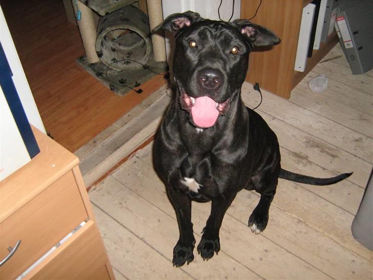 Blanding af racer malou SÆLGES billede 1