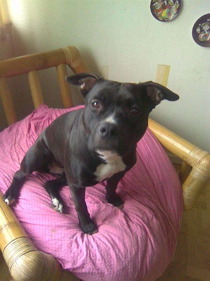 Amerikansk staffordshire terrier Hotte R.I.P 31.5. 2009 - se mig lige? billede 2