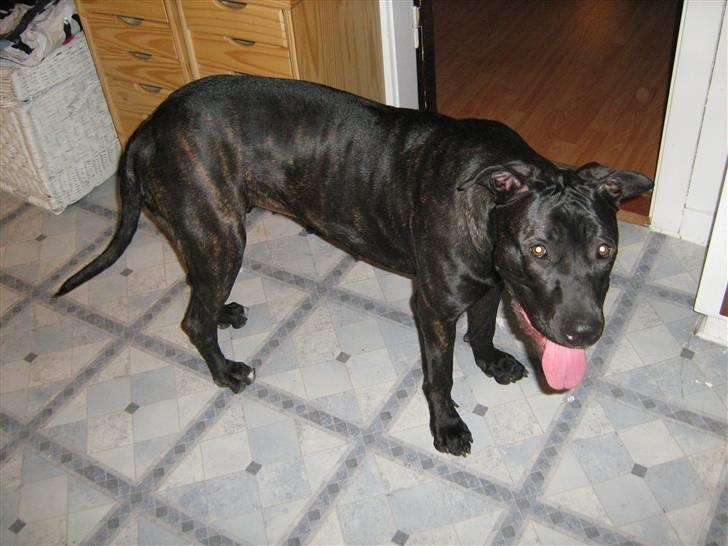 Blanding af racer malou SÆLGES billede 2