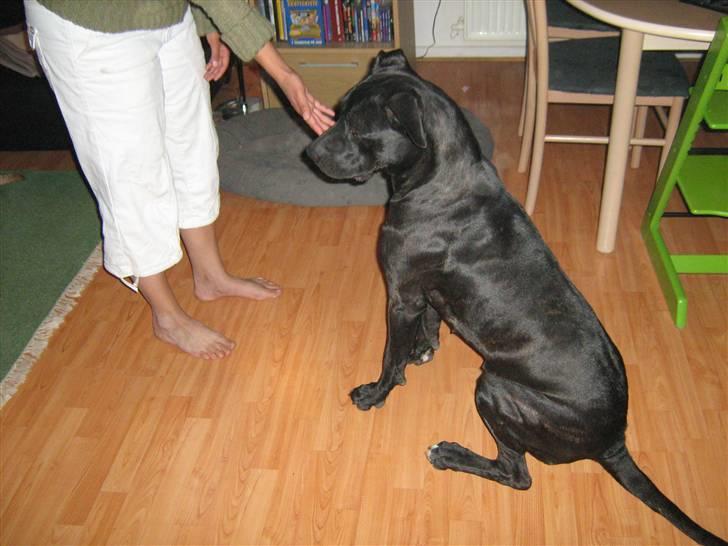 Blanding af racer malou SÆLGES billede 3