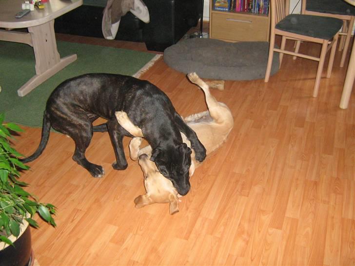 Blanding af racer malou SÆLGES billede 4