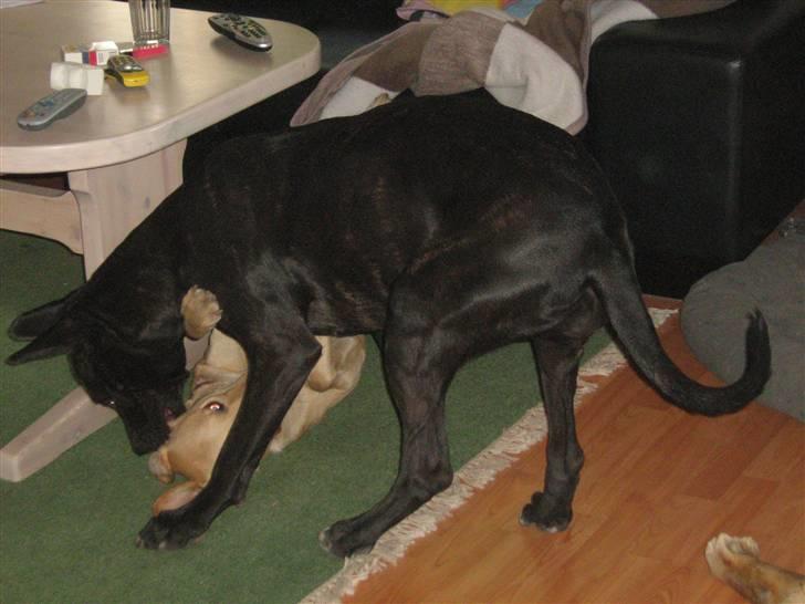 Blanding af racer malou SÆLGES billede 5