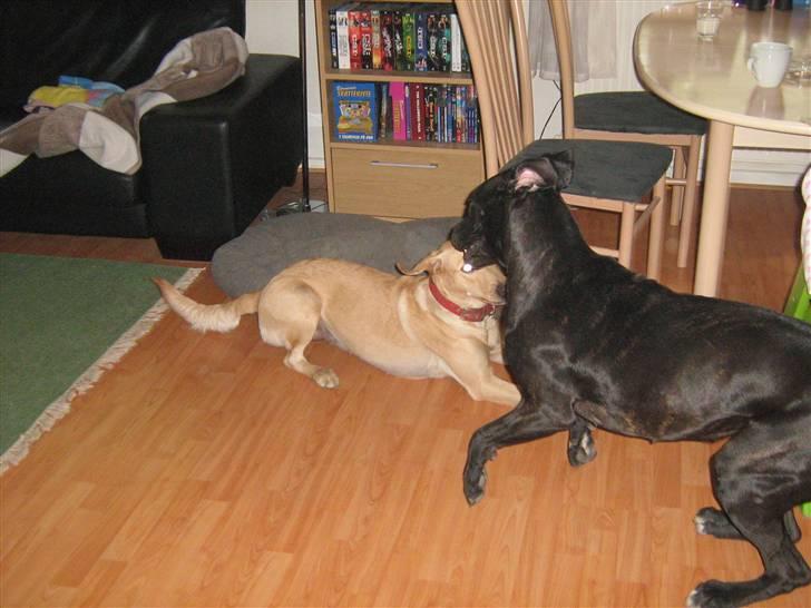 Blanding af racer malou SÆLGES billede 6