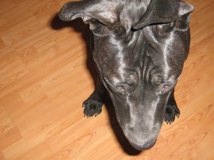 Blanding af racer malou SÆLGES billede 7