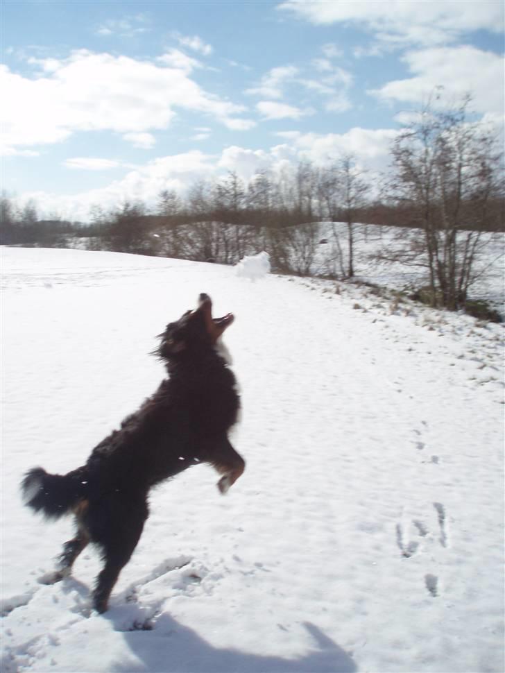 Berner sennenhund Anton - Anton fanger den nyfaldne sne i forn som bolde.  billede 7