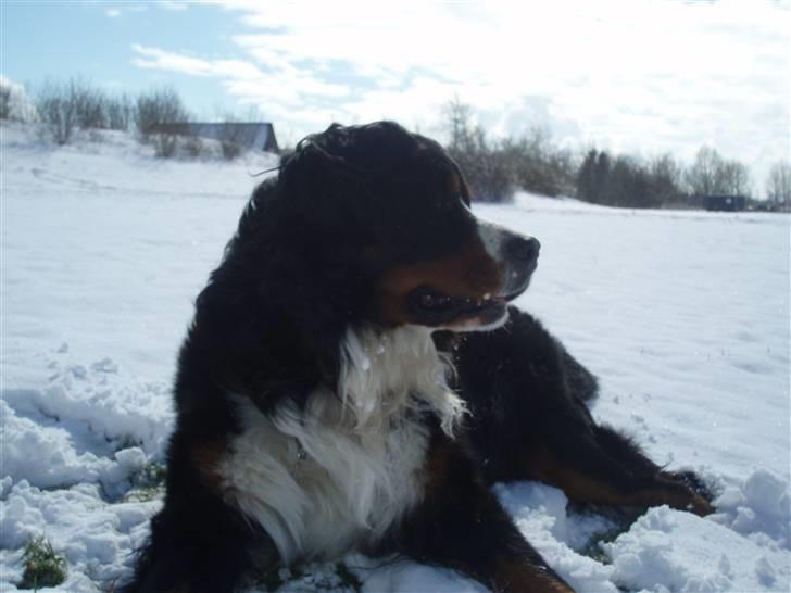 Berner sennenhund Anton - Dejligt med kold sne på mavsen billede 8