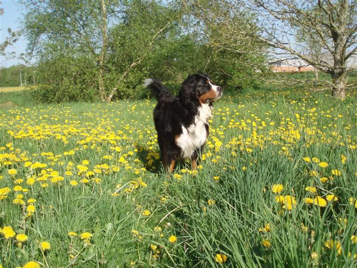 Berner sennenhund Anton - Foråret er kommet - Det skal også nydes billede 9
