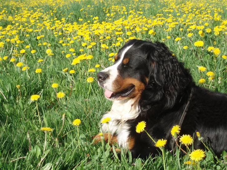 Berner sennenhund Anton - Skønt med en solrig plet på engen billede 10